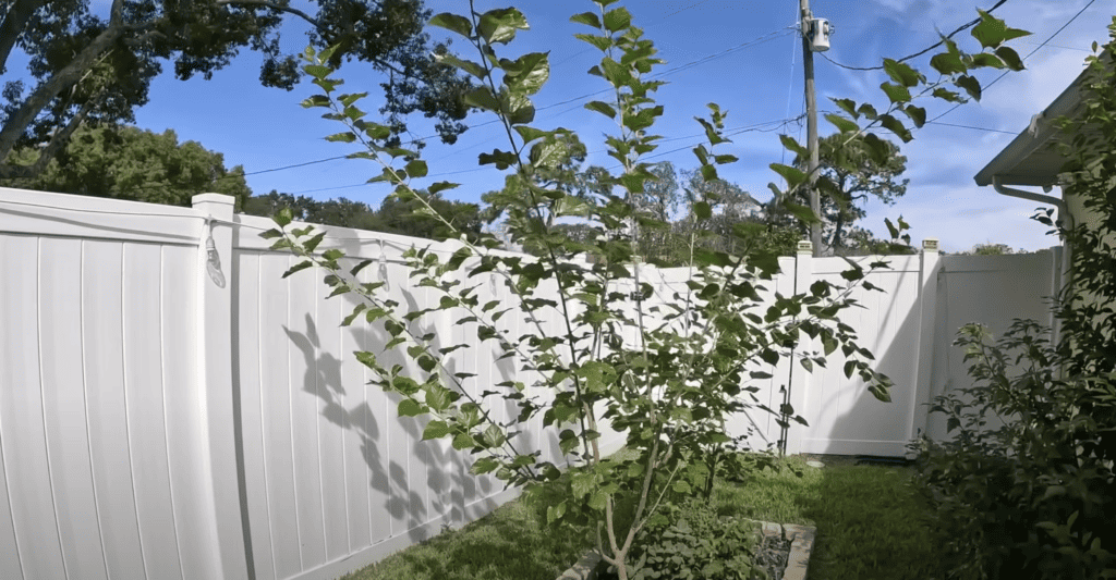 Abandoned Garden